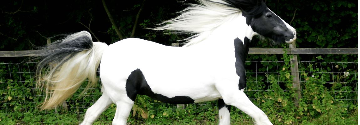 Статья Тренировка лошадей на улице EQUINE-HOUSE